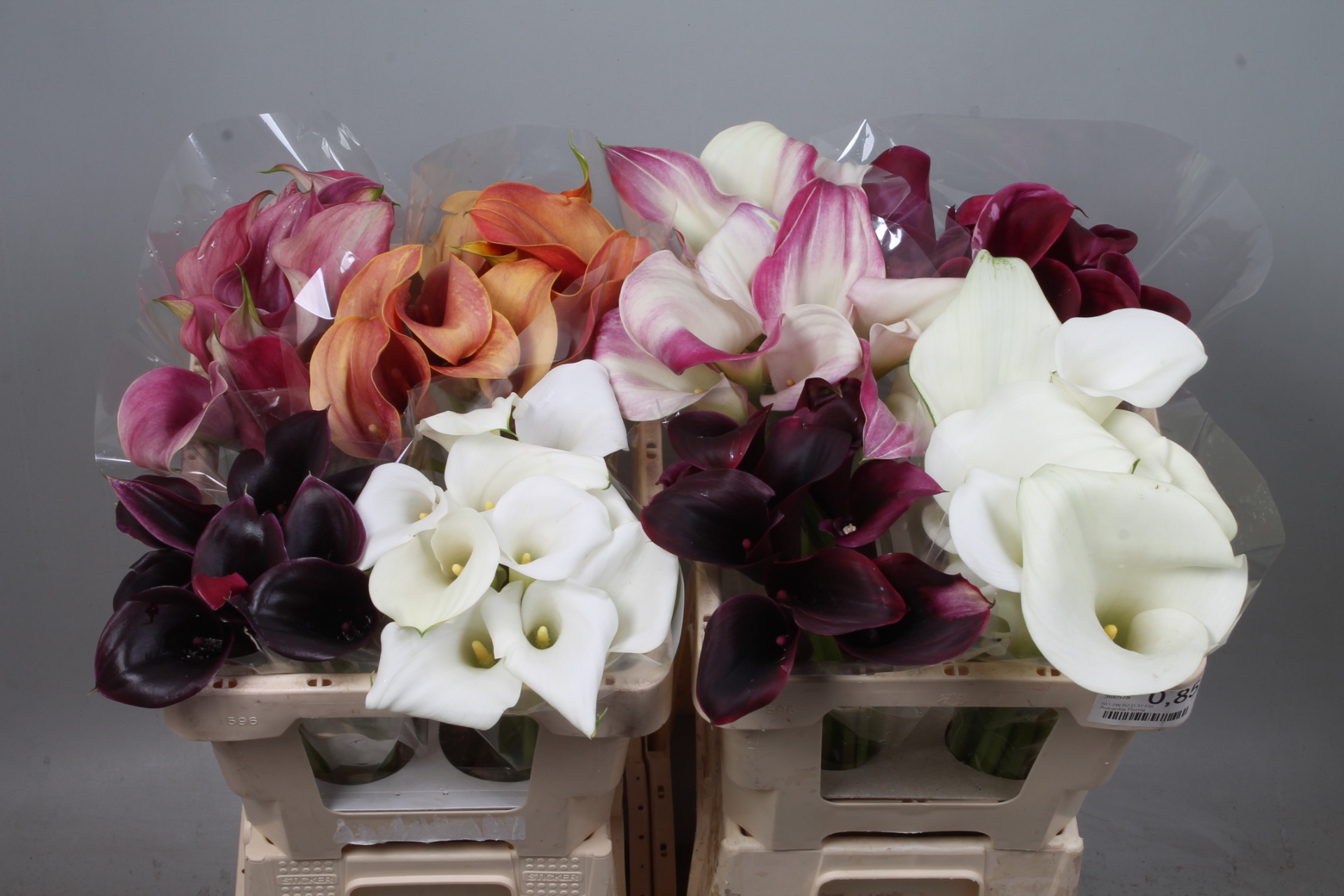 Calla Assorted 50cm