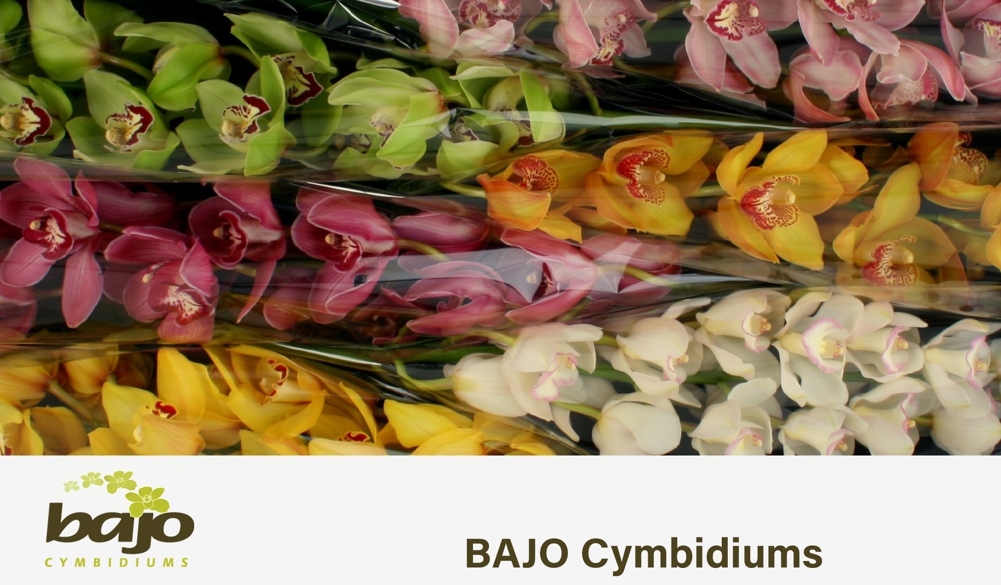 Cymbidium Asst 13bl