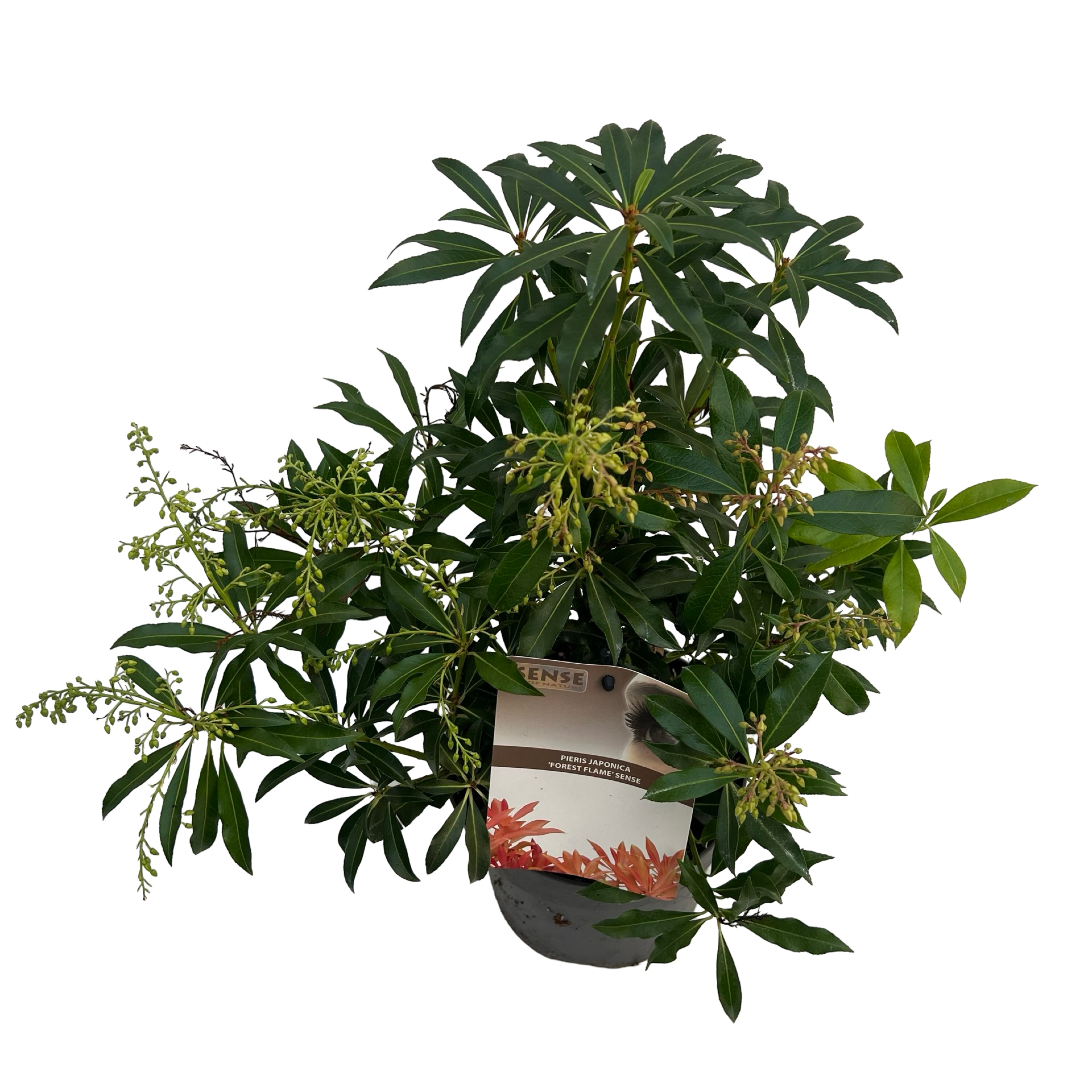 Picture of Pieris jap. Forest Flame P17 (2 Ltr) (LOOSE)