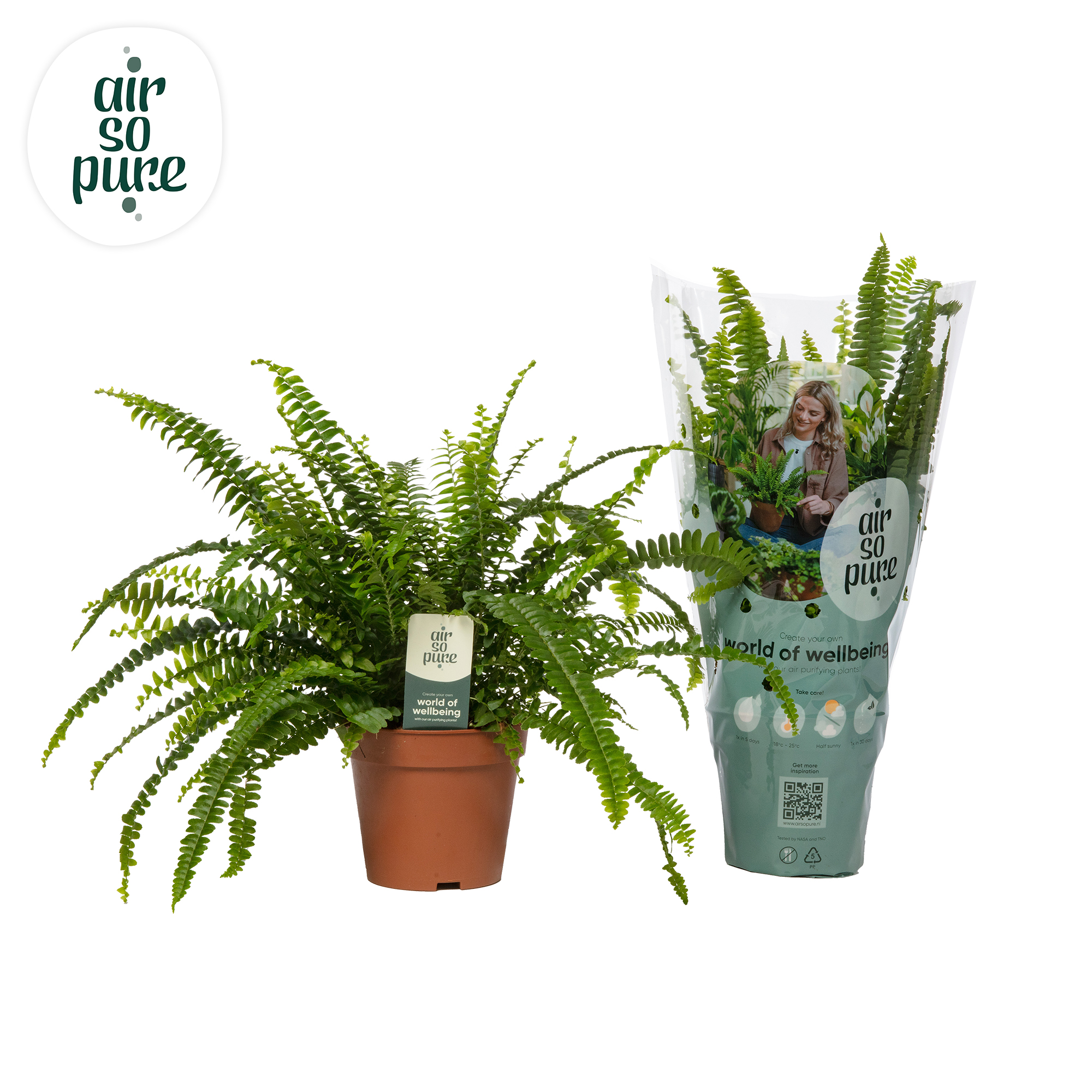 Picture of Nephrolepis Green Lady - Air So Pure INDOOR P12 35CM