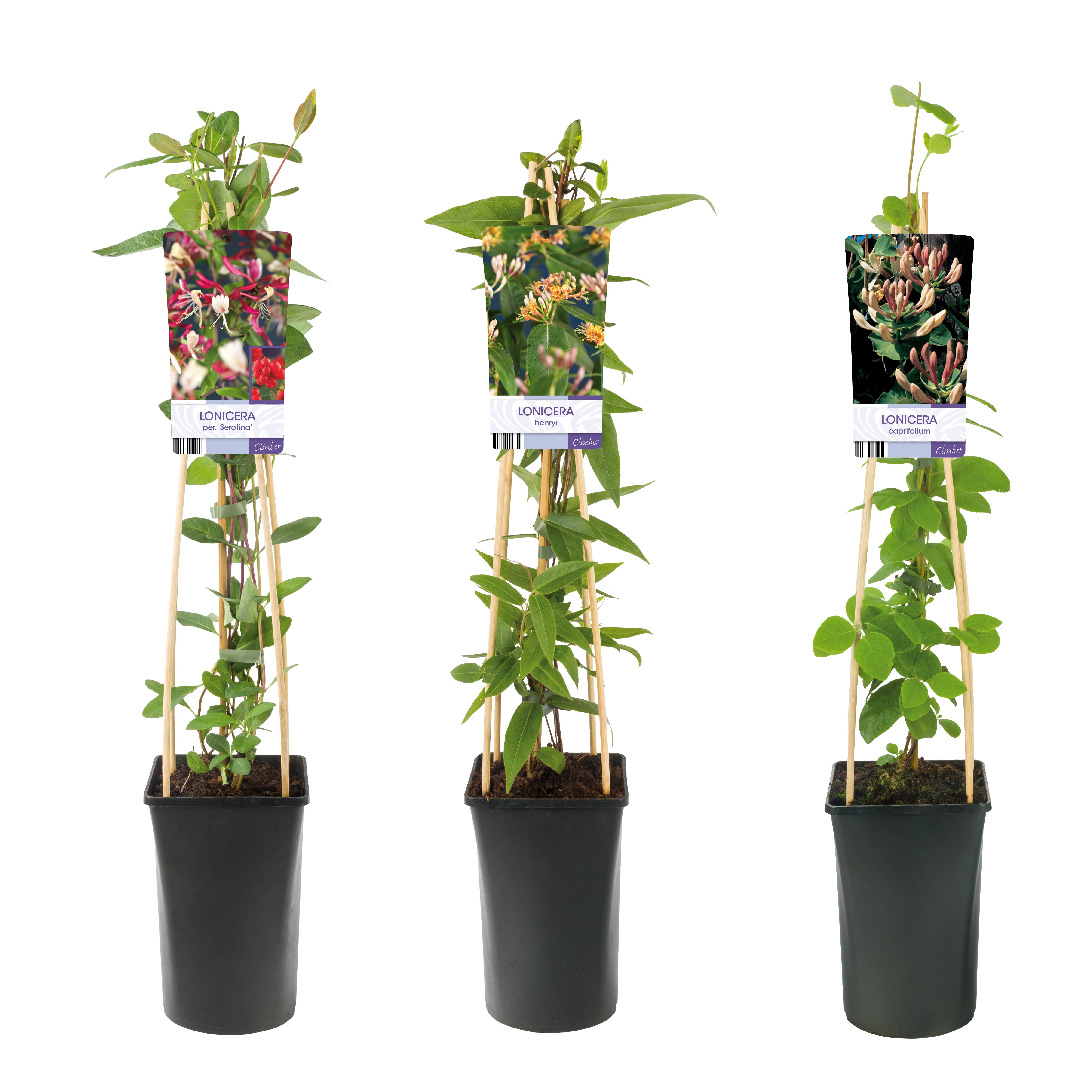 Picture of Lonicera in varieties (light label) P17 (2 Ltr) Square