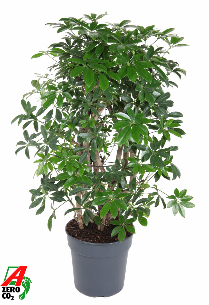 Picture of Schefflera Compacta P27 100CM (LOOSE)