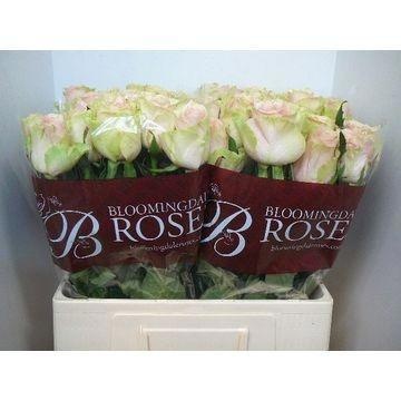 Rosa Frutteto 60cm