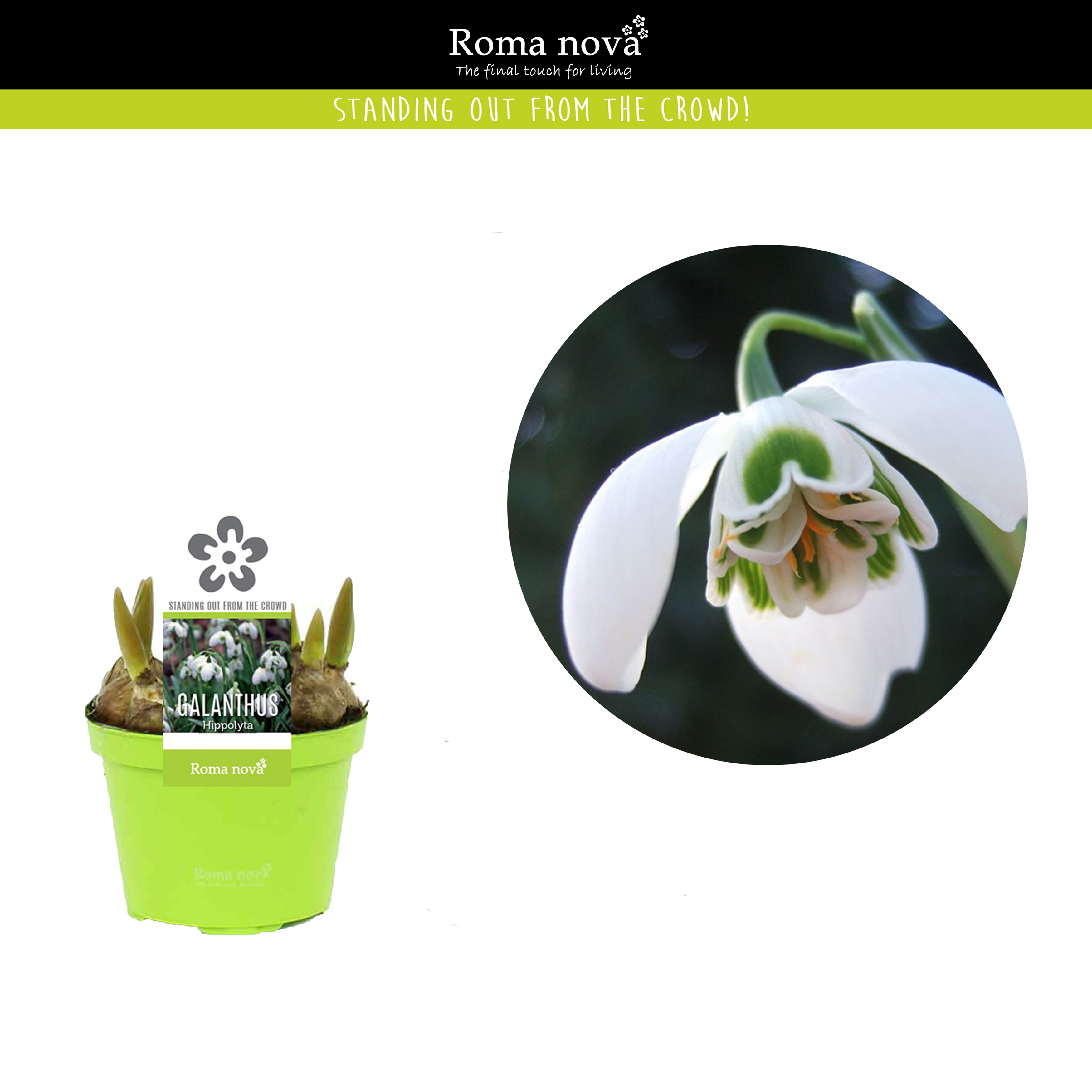 Picture of Galanthus Hippolyta P9 11CM