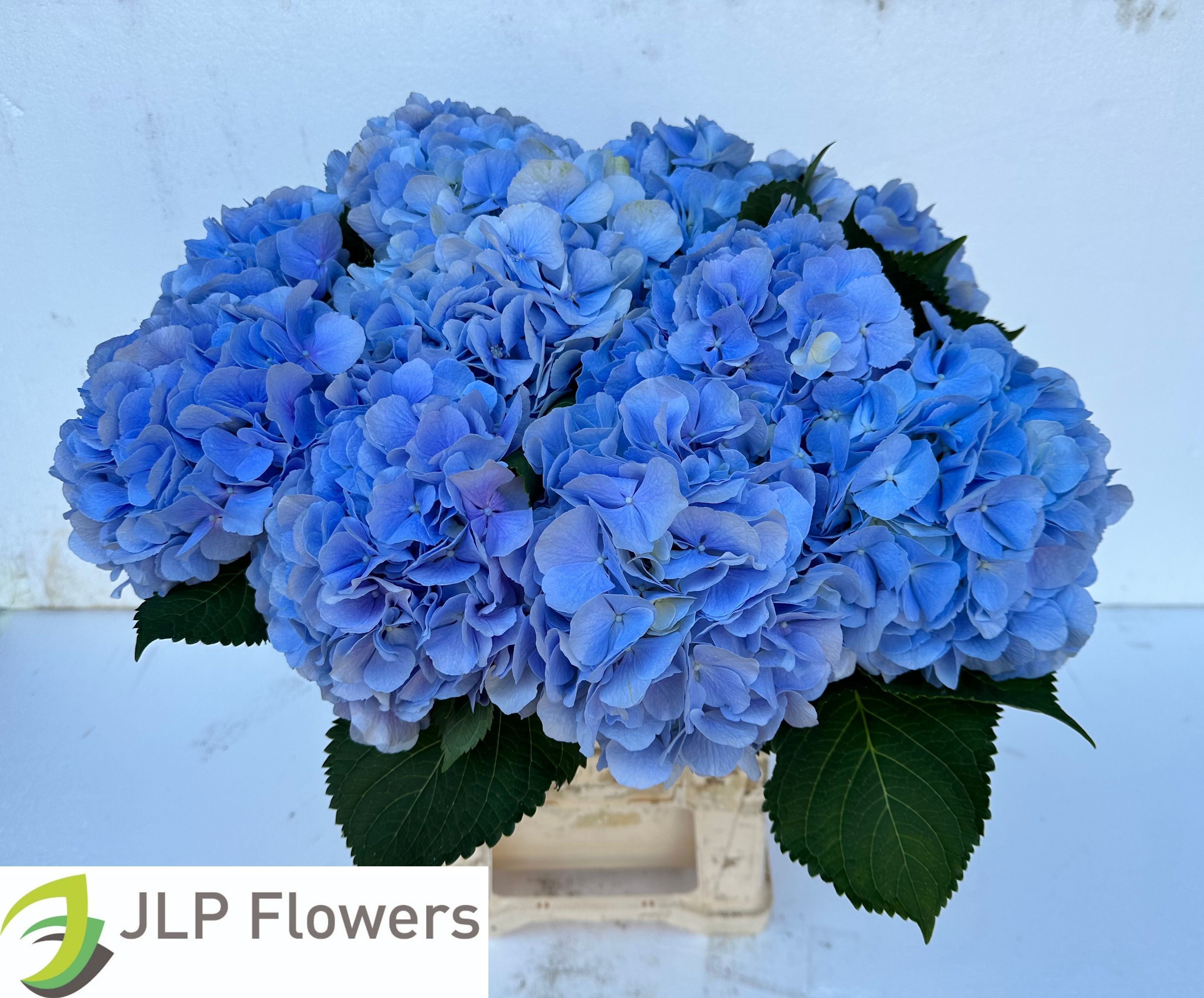Hydrangea Verena Blue 60cm 19Ø