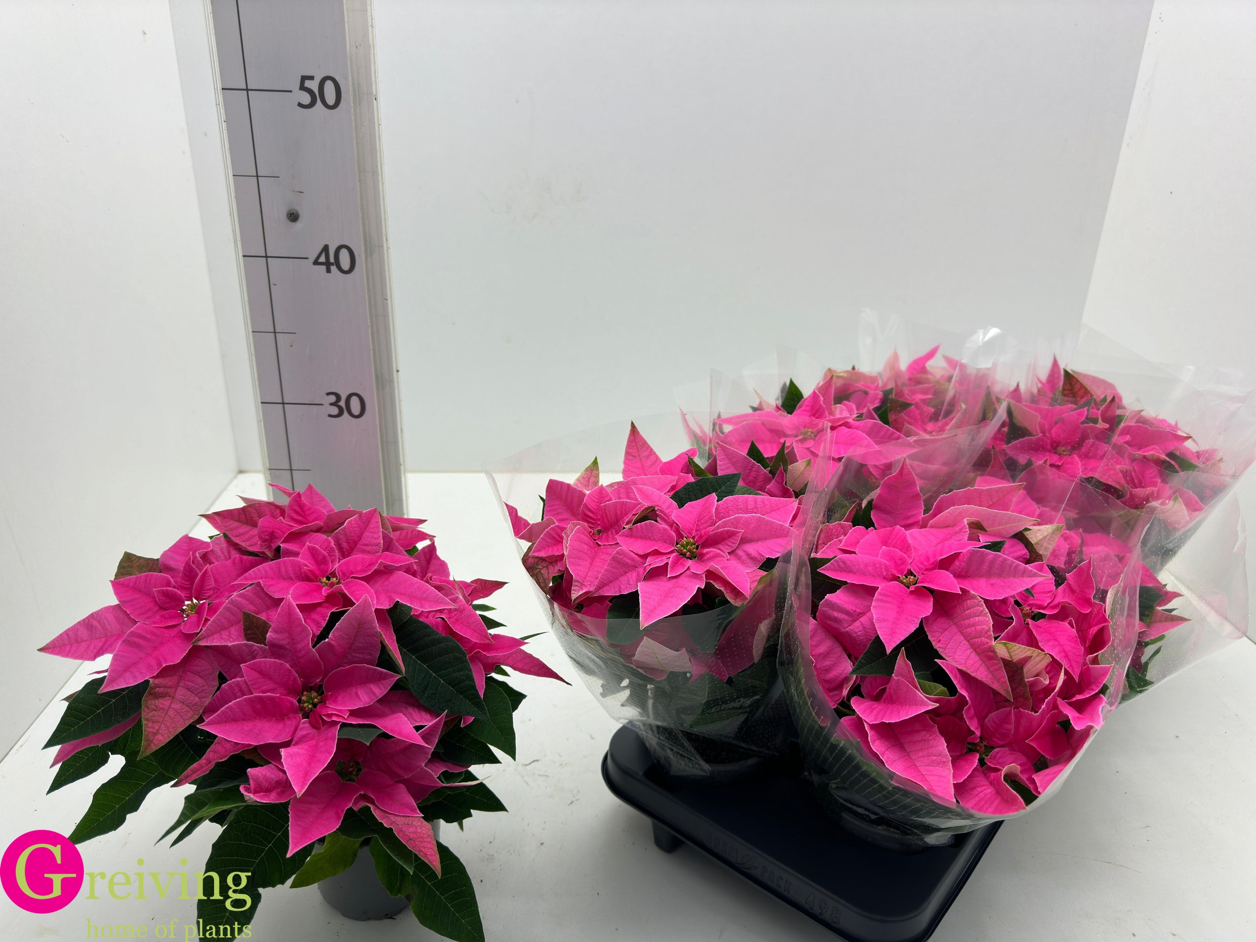 Euphor P Pri Ho Pink 11P 24H