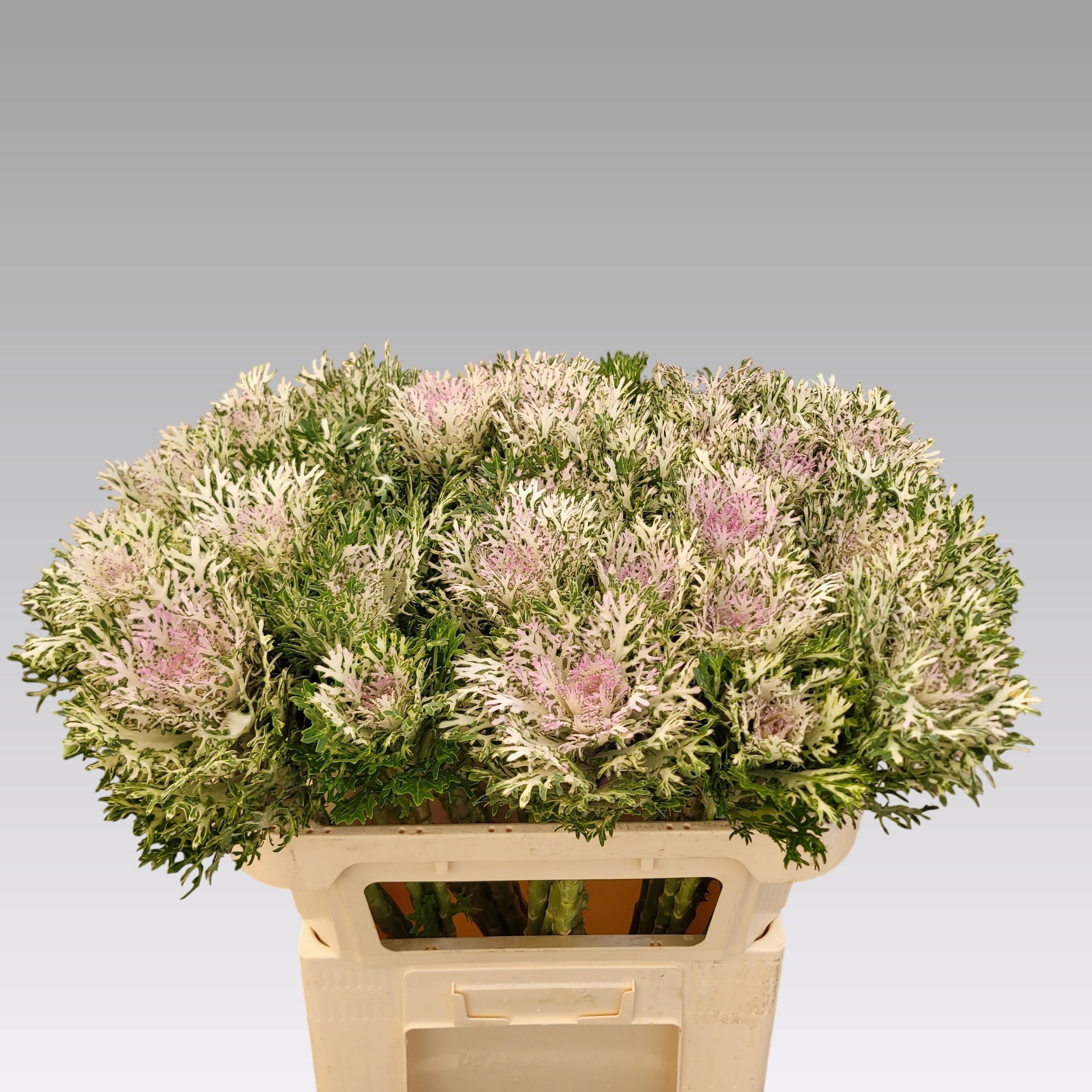 Brassica Crane King 70cm