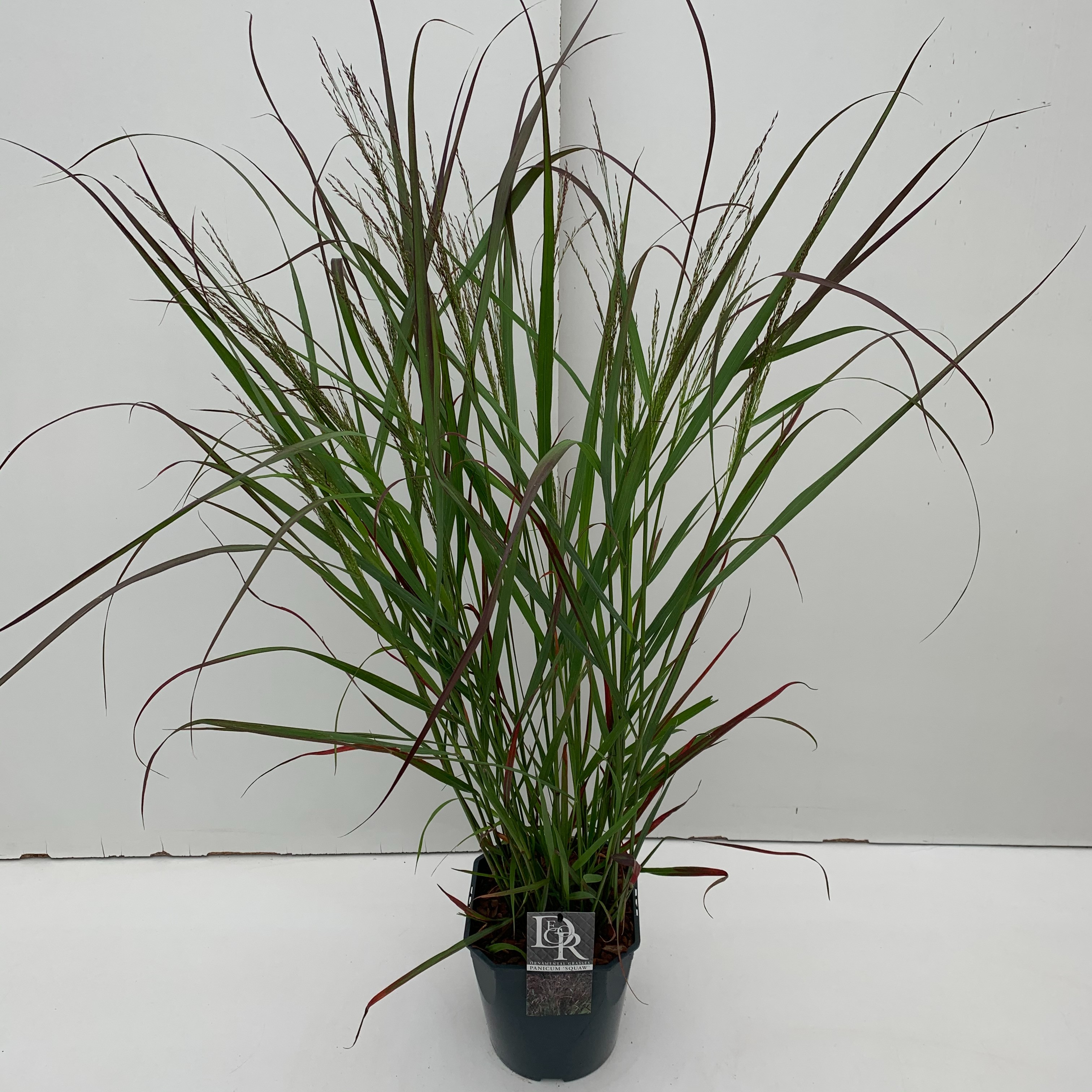 Picture of Panicum Squaw P23 (5 Ltr) SQUARE (LOOSE)