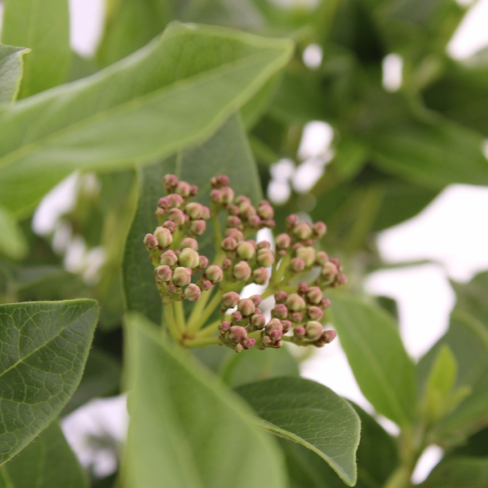 Picture of Viburnum tinus