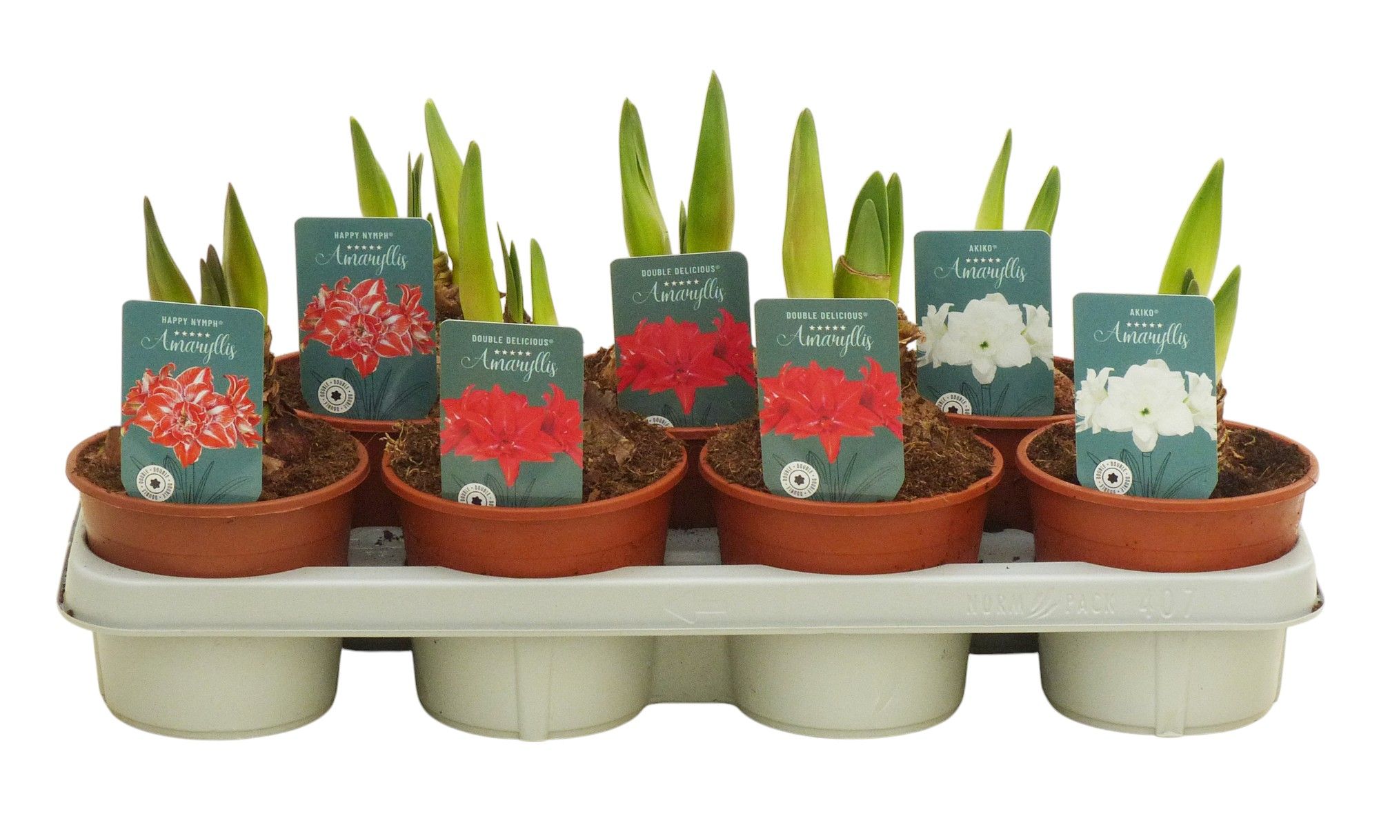 Hippeastrum dubbelbloemige mix