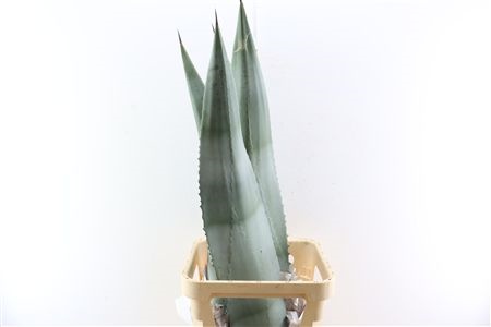 Agave Americana Blad