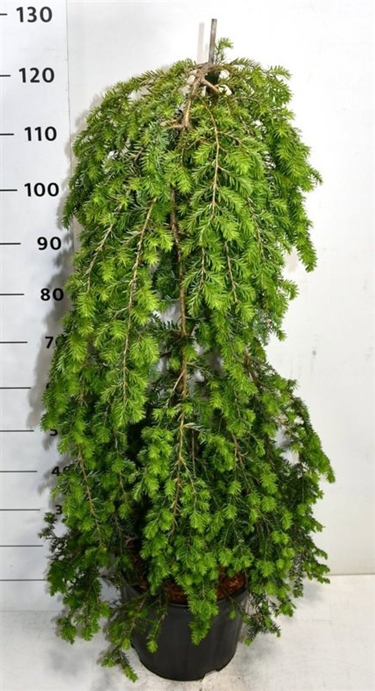Tsuga canadensis 'Pendula'