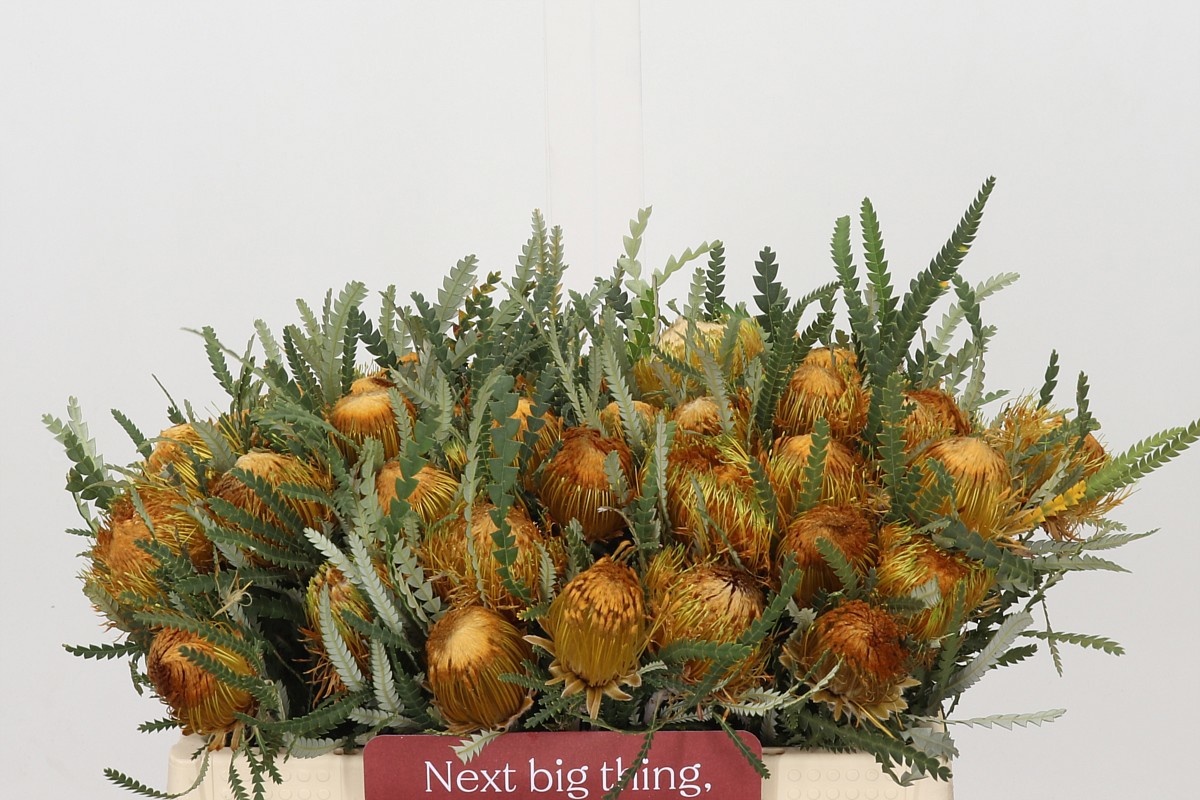Dryandra Formosa 35cm