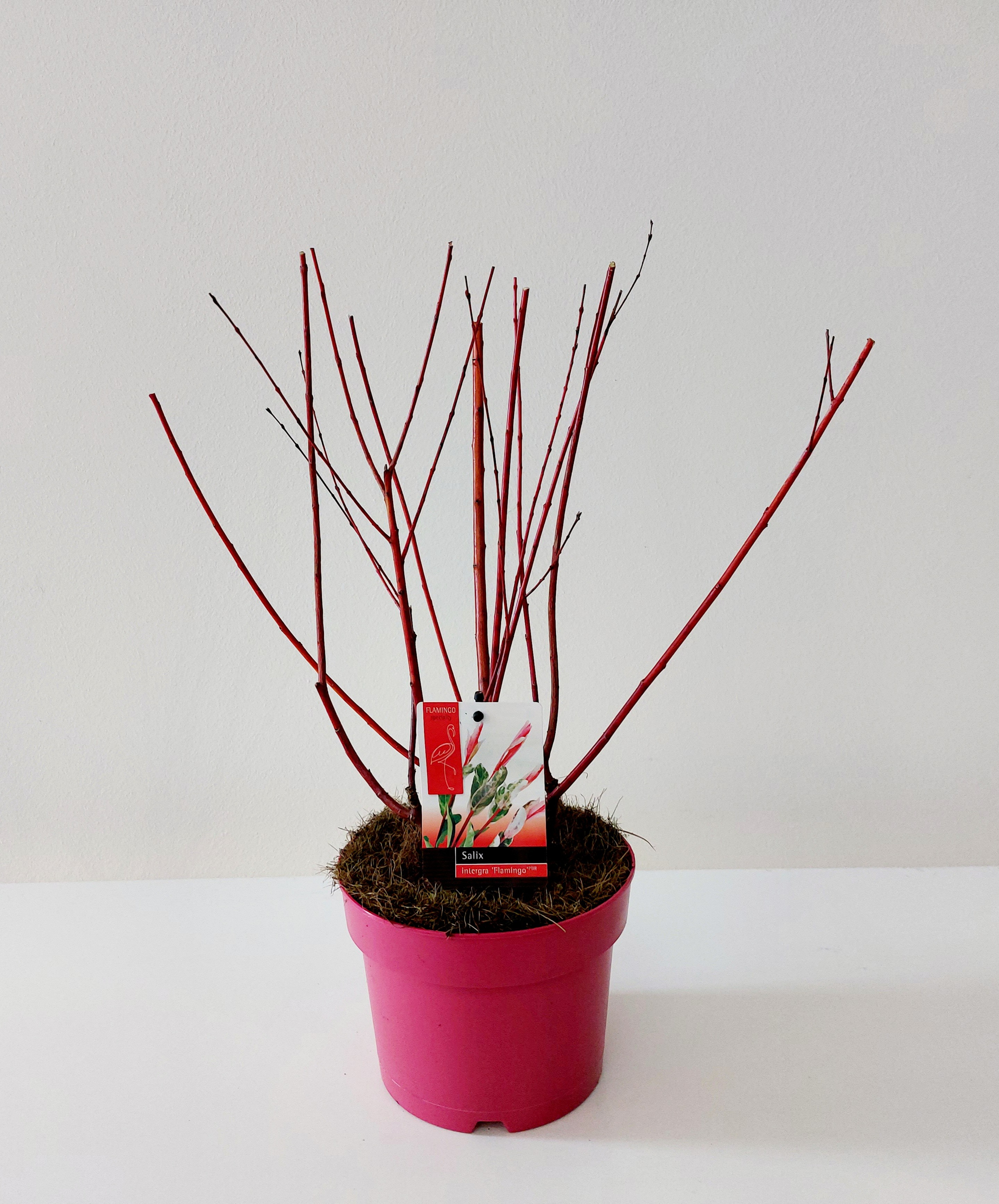 Picture of Salix Flamingo P17 (2 Ltr) PINK-POT (LOOSE)