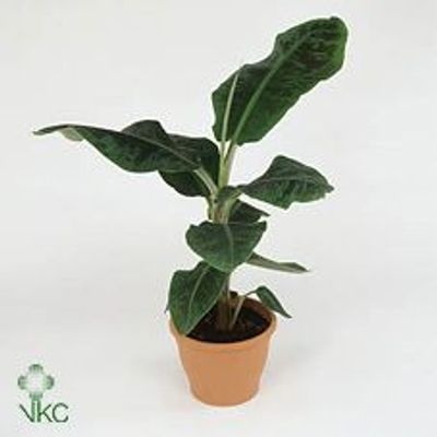 Musa 'Dwarf Cavendish'