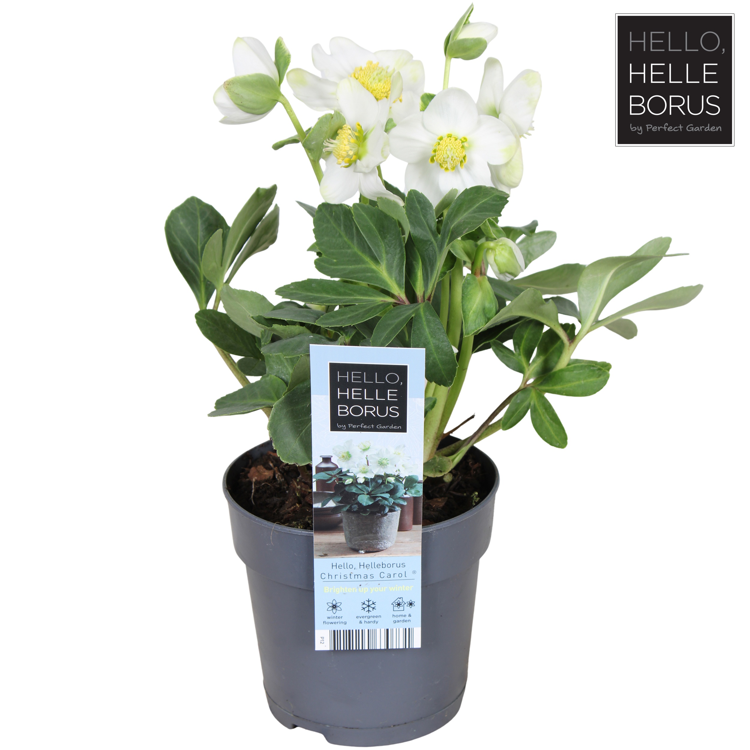 Picture of Helleborus niger 'Christmas Carol' P12 (M)