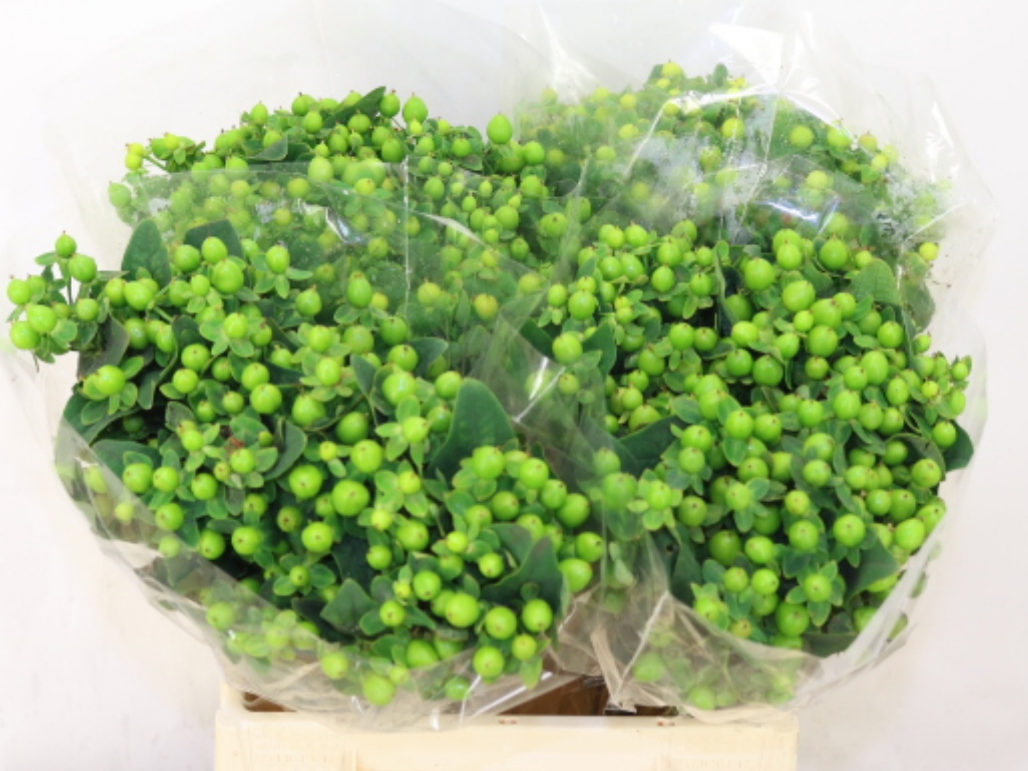 Hypericum Green Power 40cm