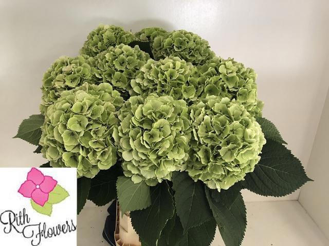 Hydrangea Verena Classic Pink 80cm 24Ø