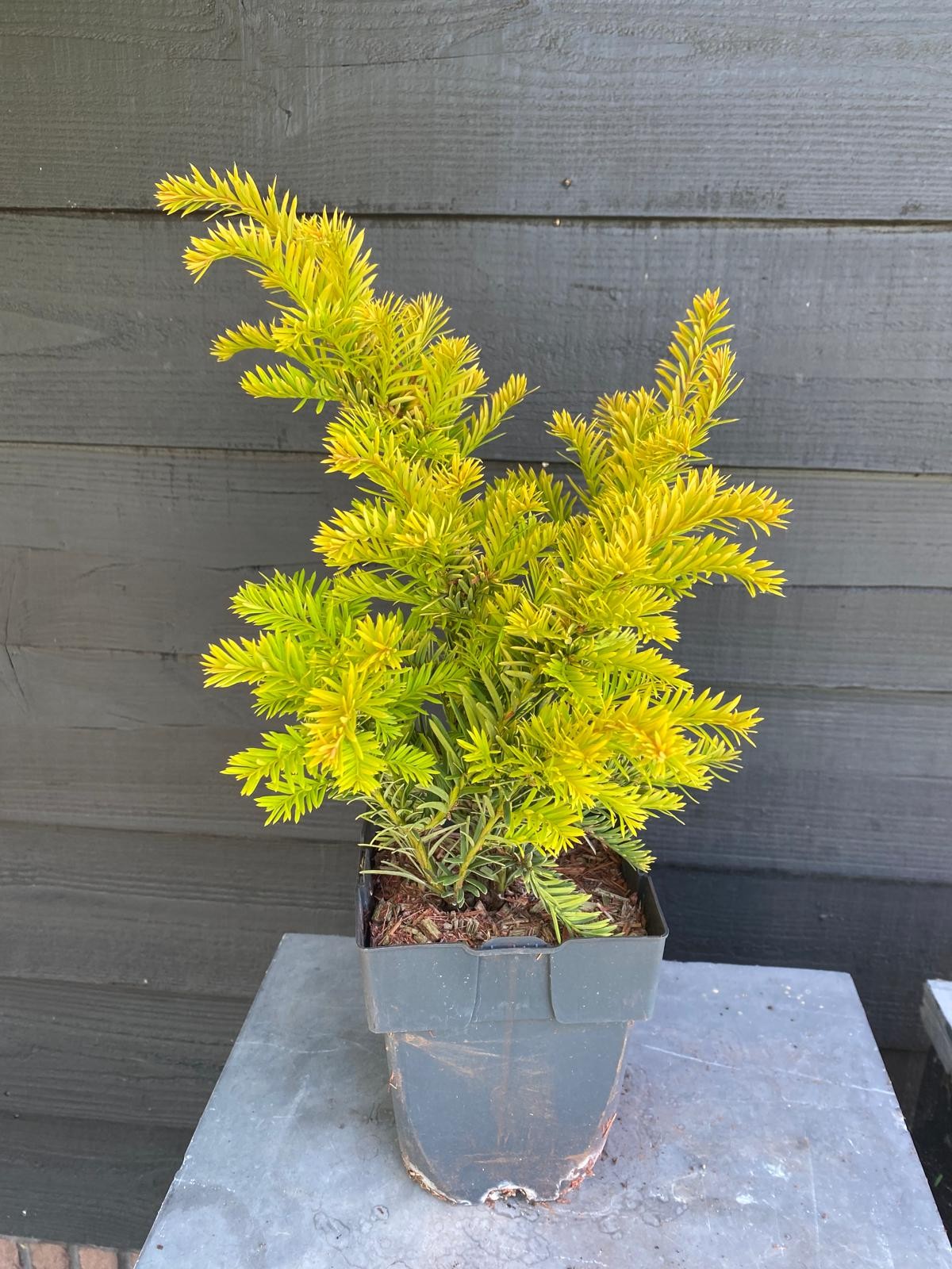 Picture of Taxus baccata 'Semperaurea' P17