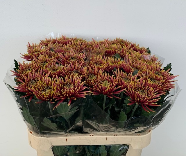 Chr G Tula Autumn 70cm 80gram