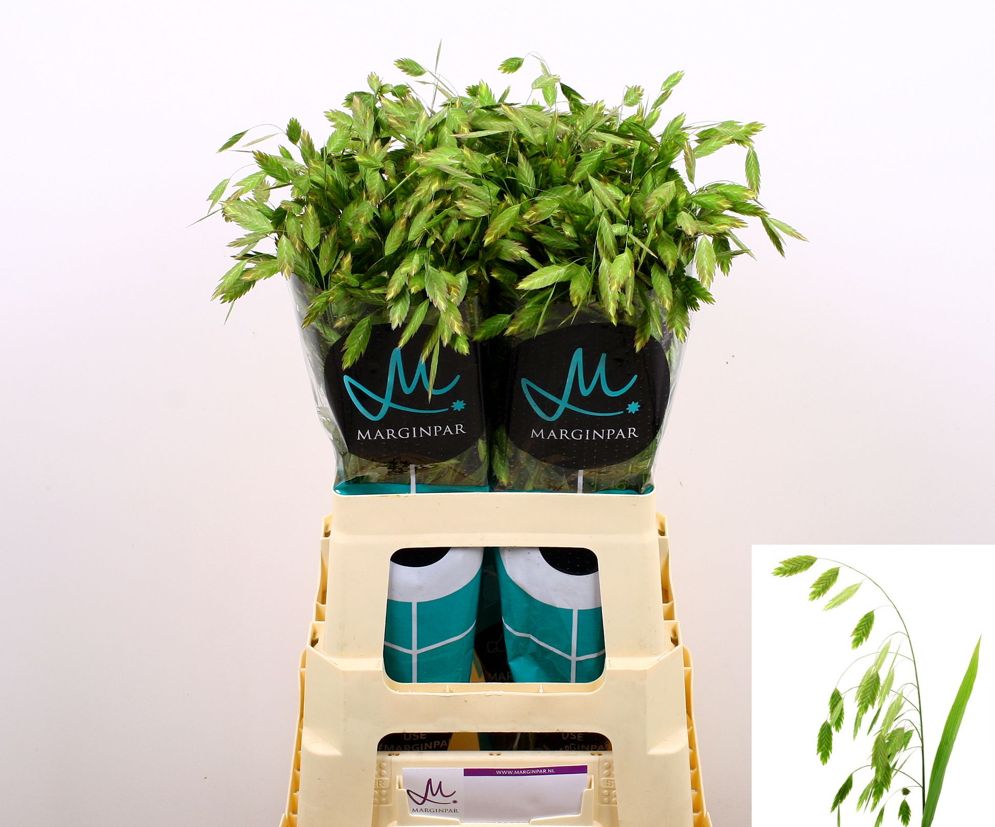 Chasmanthium Latifolium 70cm