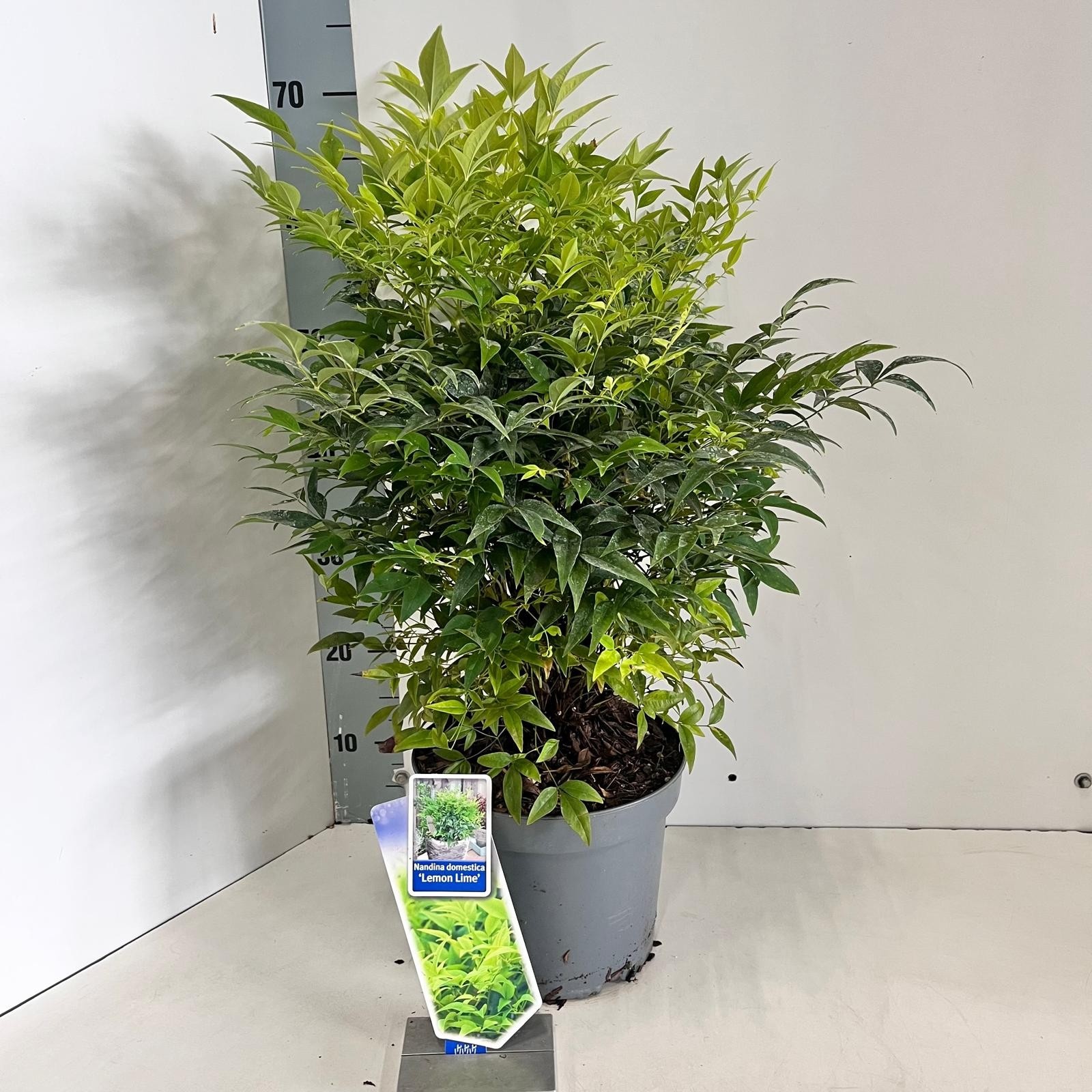 Picture of Nandina domestica Lemon & Lime ('Lemlim'PBR)