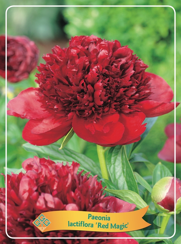 Picture of Paeonia Lactiflora mix 6x10 srt. per shelve P11