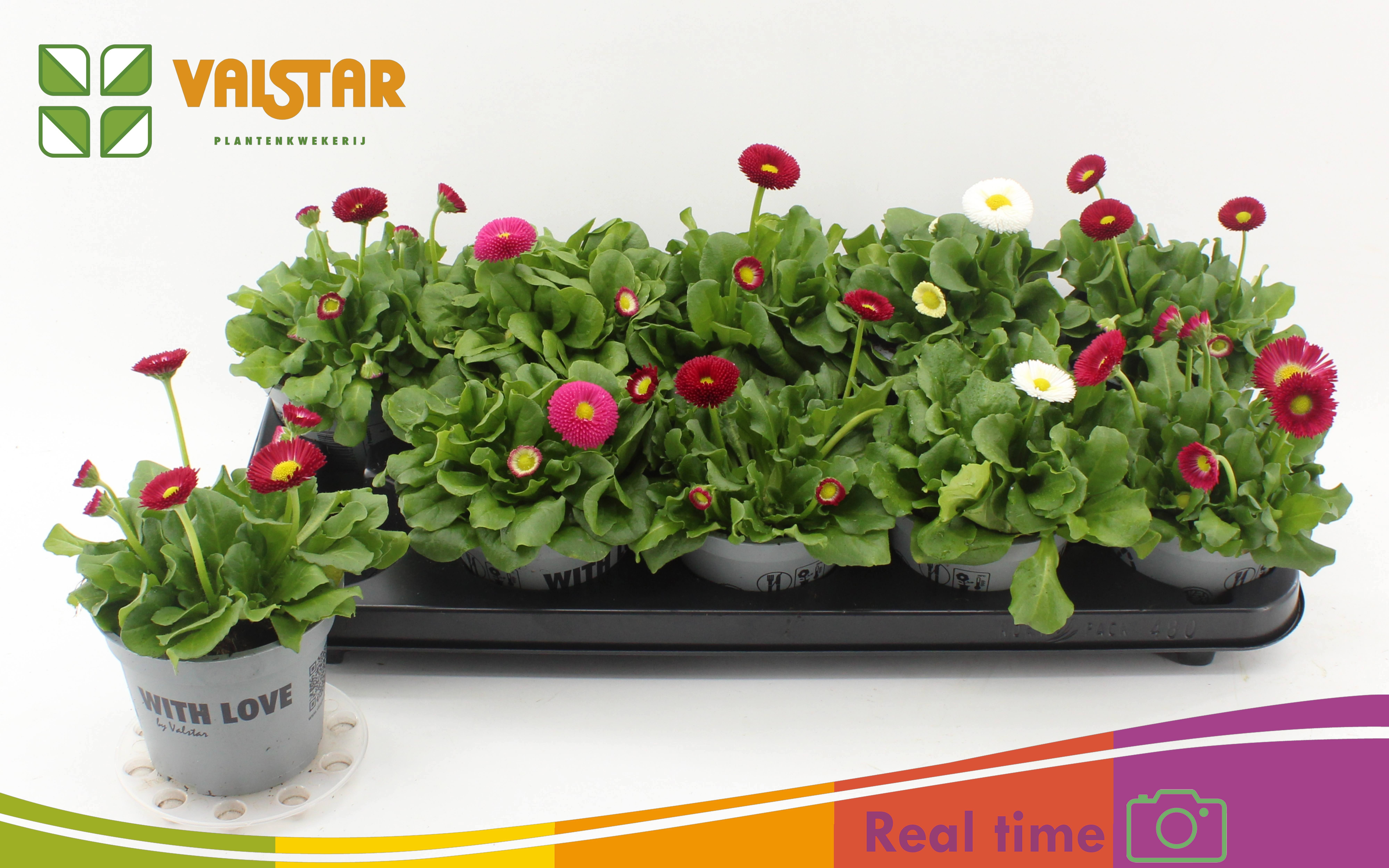 Bellis perennis Belladaisy gemengd - Bellis