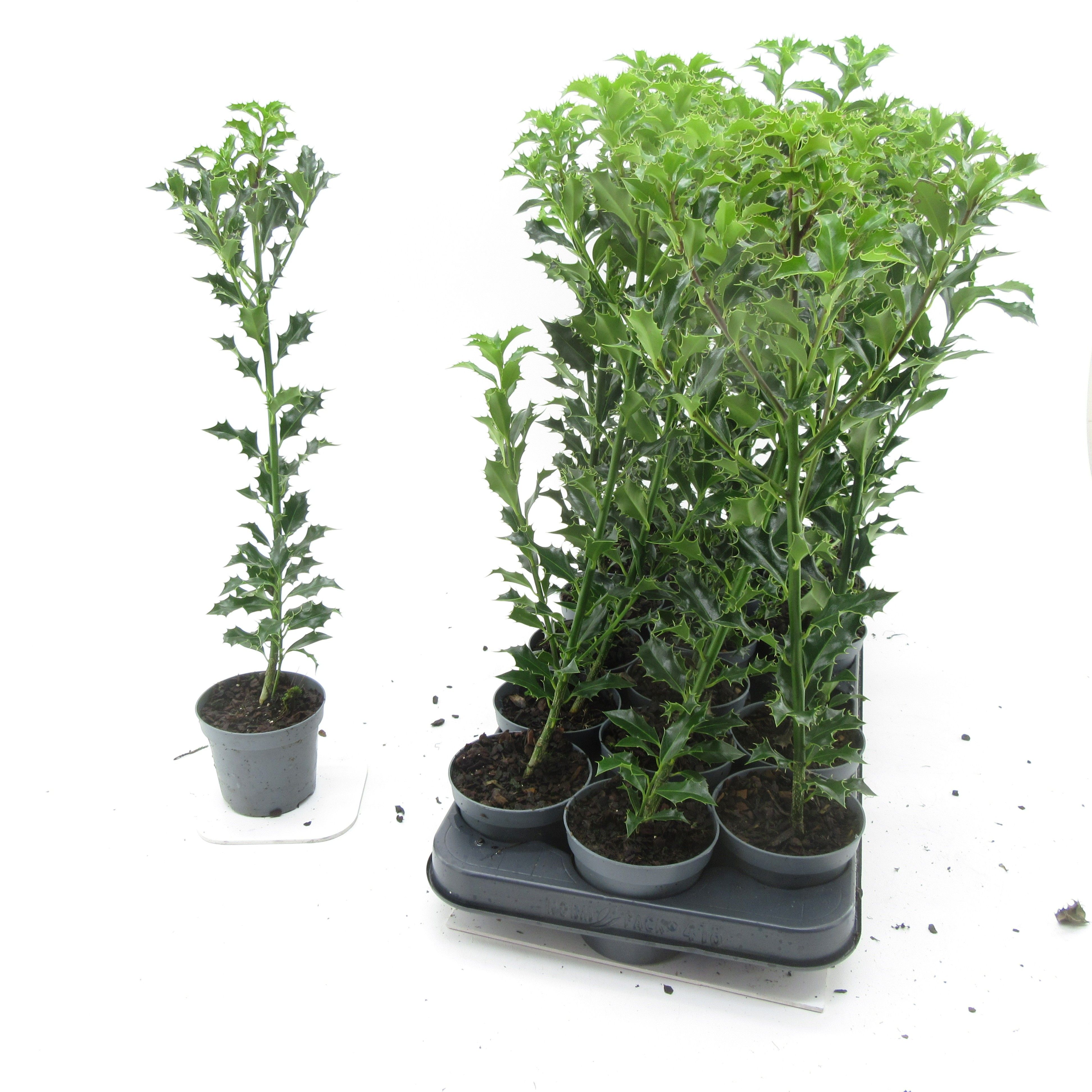 Ilex aq. 'Alaska'