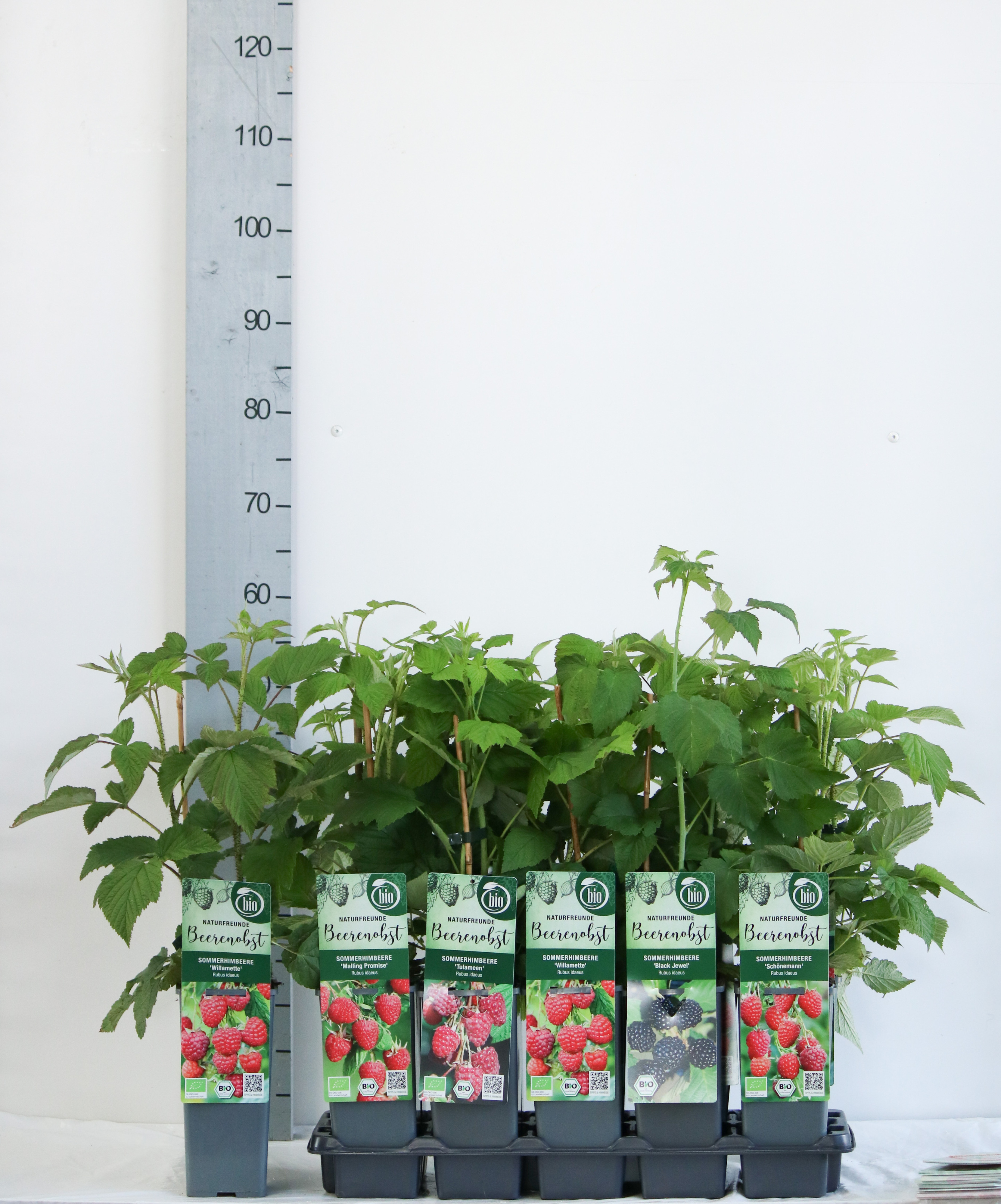 Rubus BIO Rubus idaeus in summer harvest varieties DE-ÖKO-006