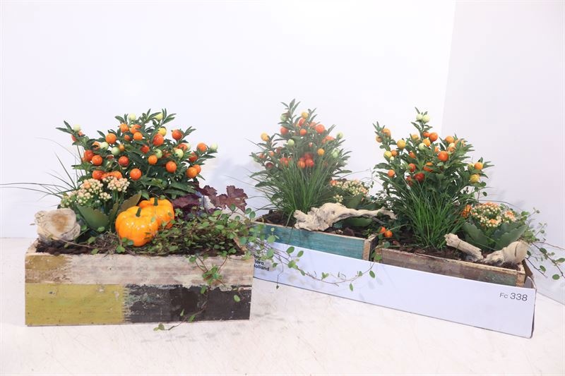 Arr Tuinplanten 28P 30cm