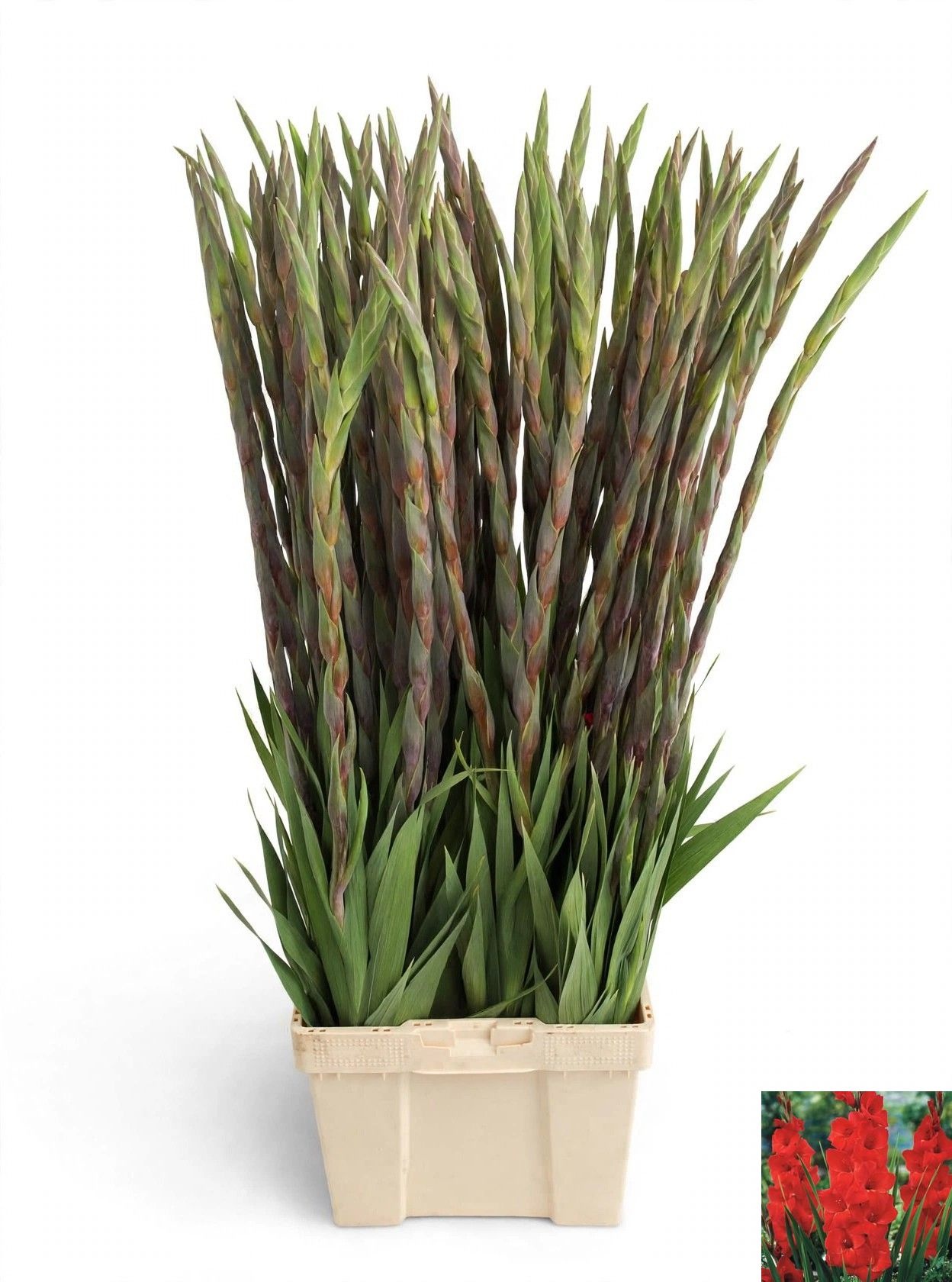 Gladiolus Chinon 120cm 25gram