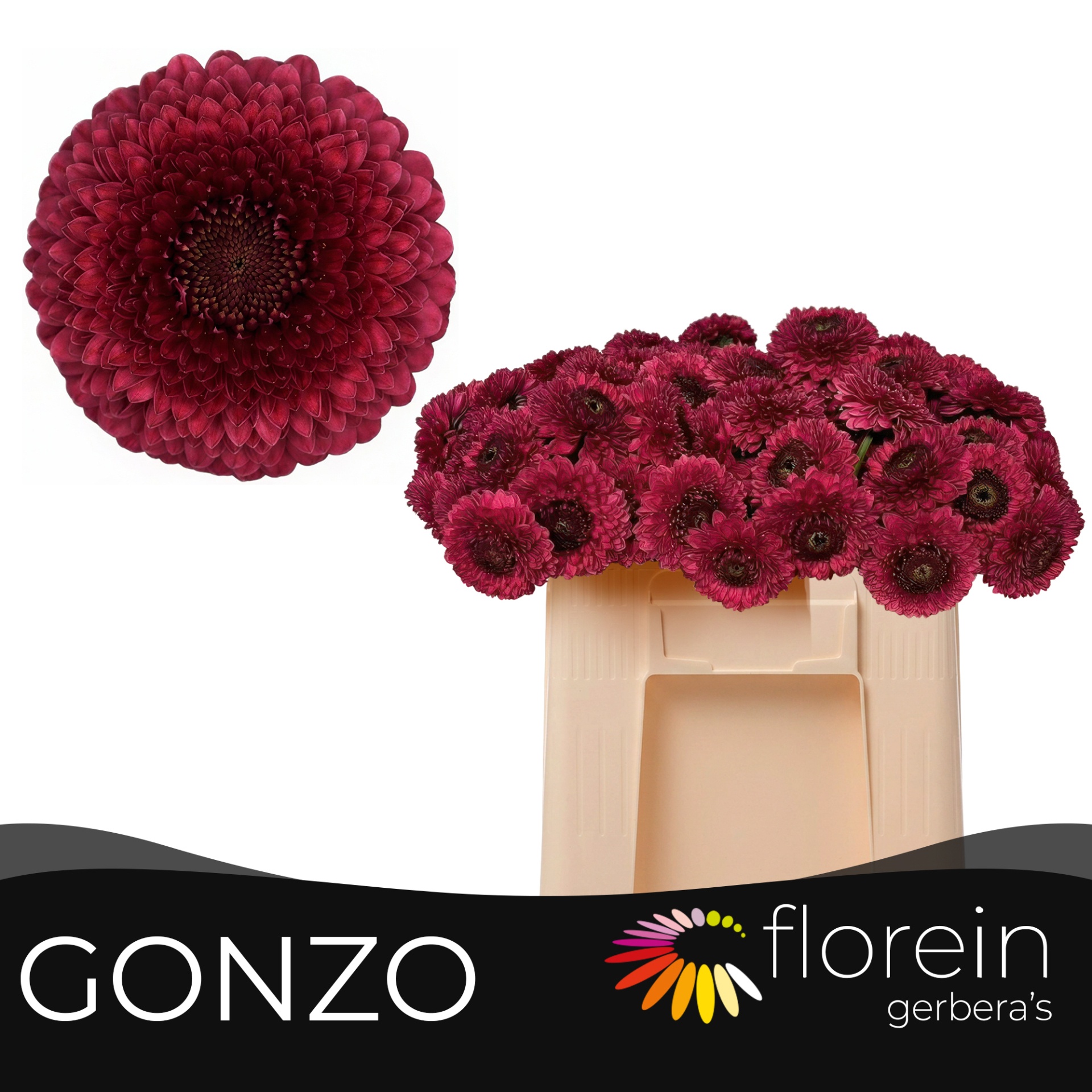 Ge Mb Pom Gonzo
