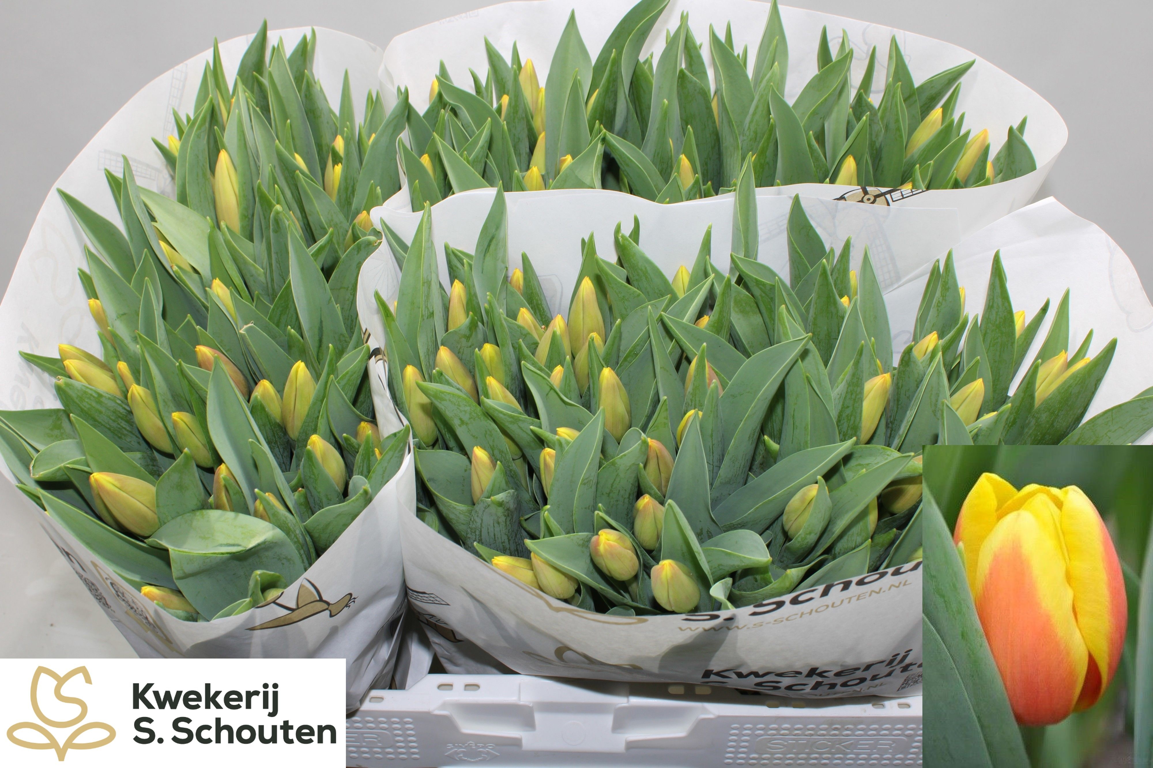 Tulipa Ms Li 40cm 30gram