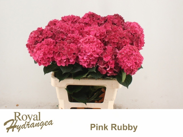 Hydrangea Mag Pink Ruby 60cm 10Ø