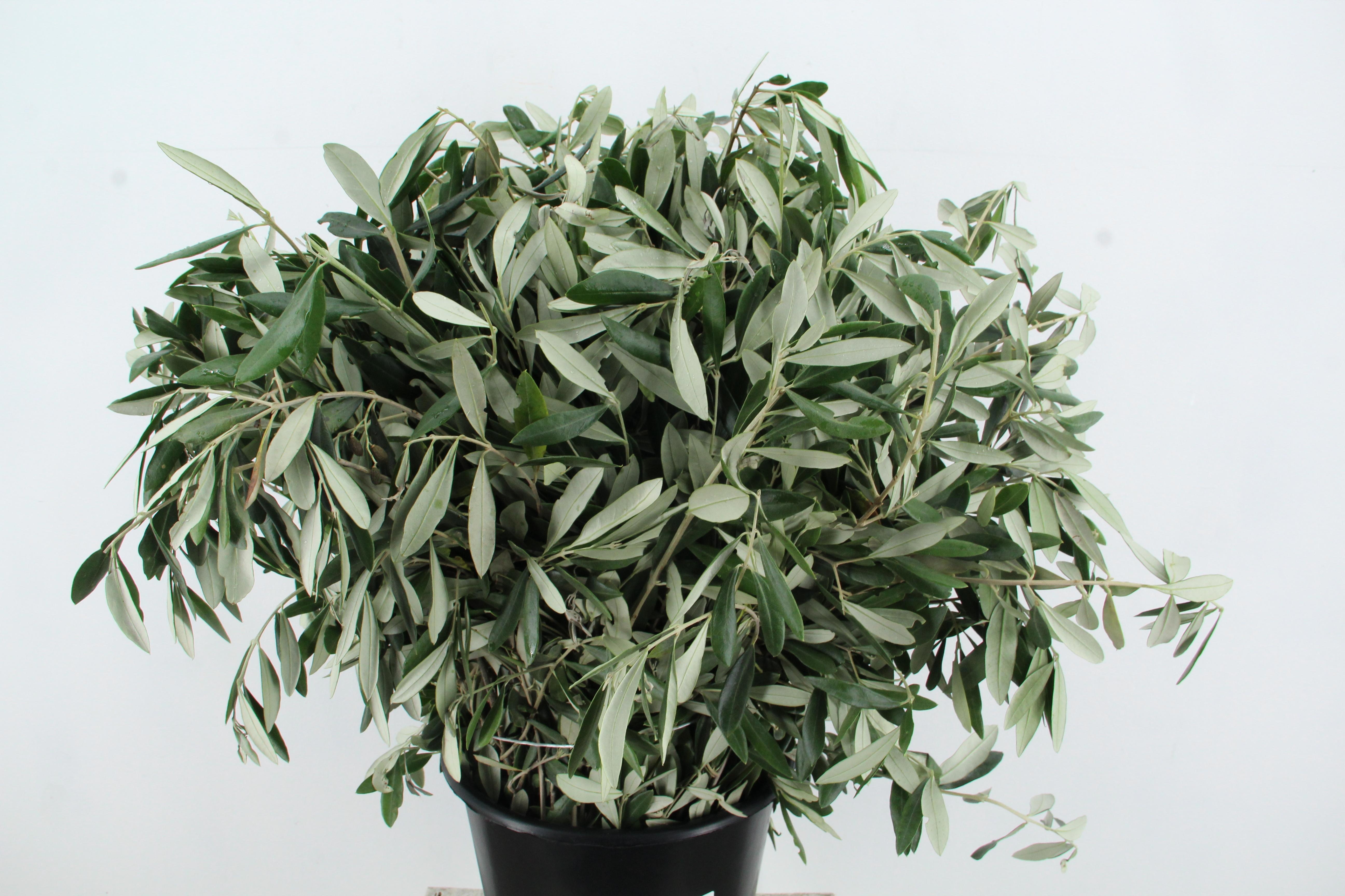 Olea Europaea Bs
