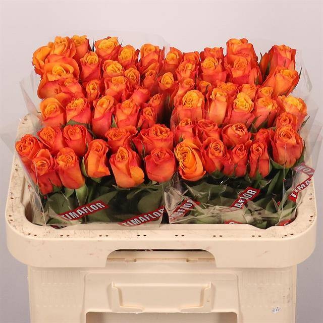 Rosa Confidential 60cm