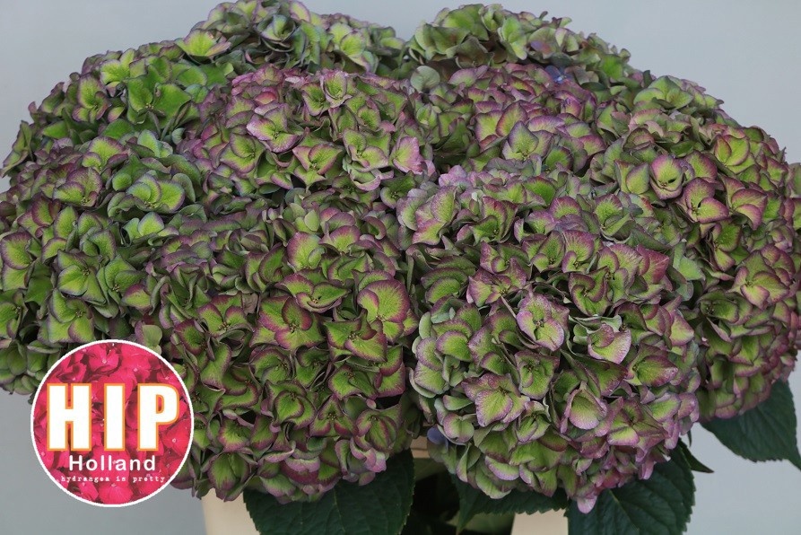 Hydrangea Rodeo Classic Pink 60cm 22Ø