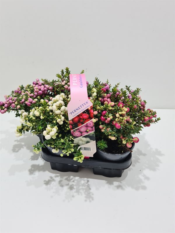 Picture of Gaultheria mucronata in varieties P10.5 4-PACK