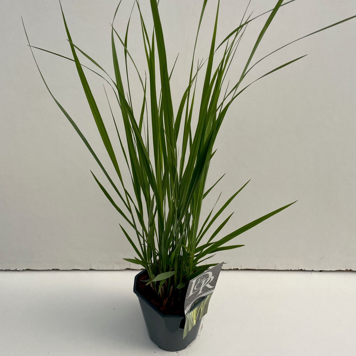 Panicum virgatum 'Northwind'