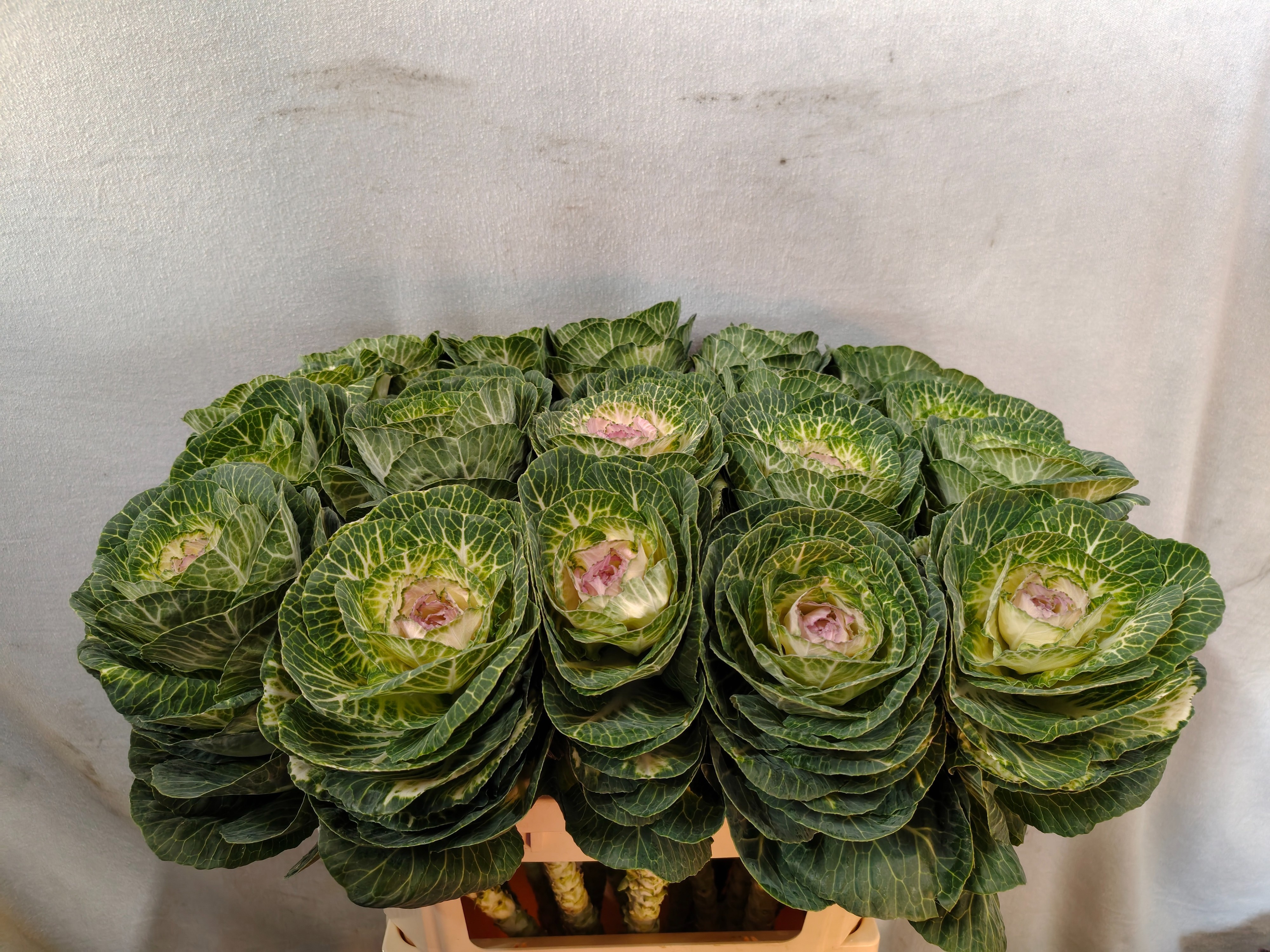 Brassica Crane Bicolour 70cm