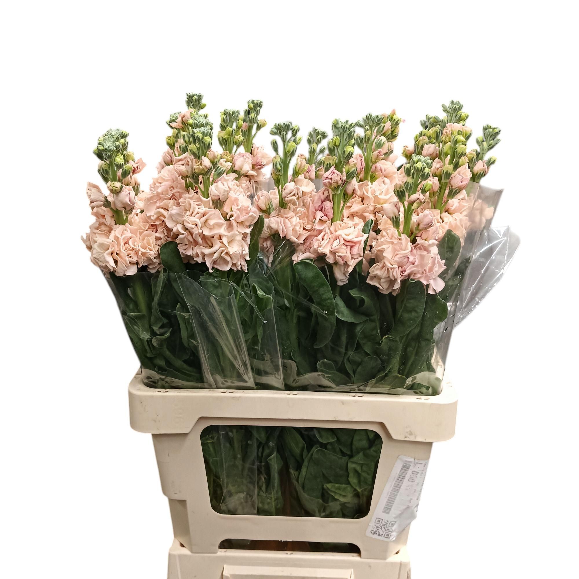 Matth Iron Apricot 70L.cm 12bloei