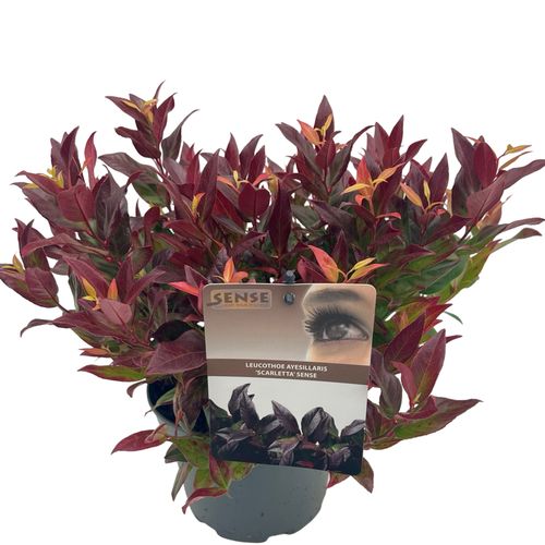 Leucothoe 'Scarletta' sense p17 Asra