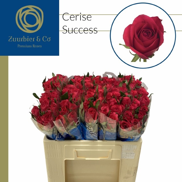 Rosa Cerise Success 50cm