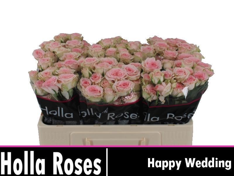 R Tr Happy Wedding 50cm
