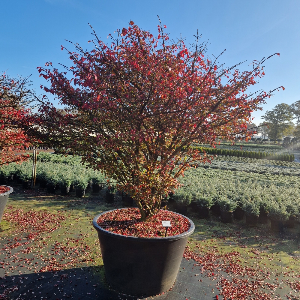 Picture of Euonymus alatus C750 180/+ (LOOSE)