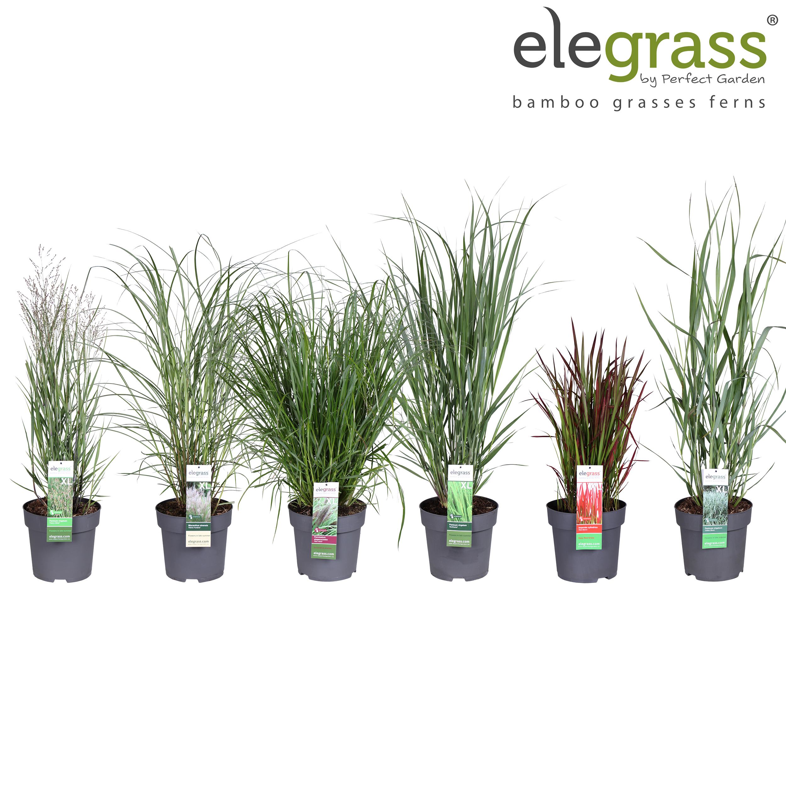 Picture of Grassen mix shelve - Elegrass Hardy Ornamentals P29