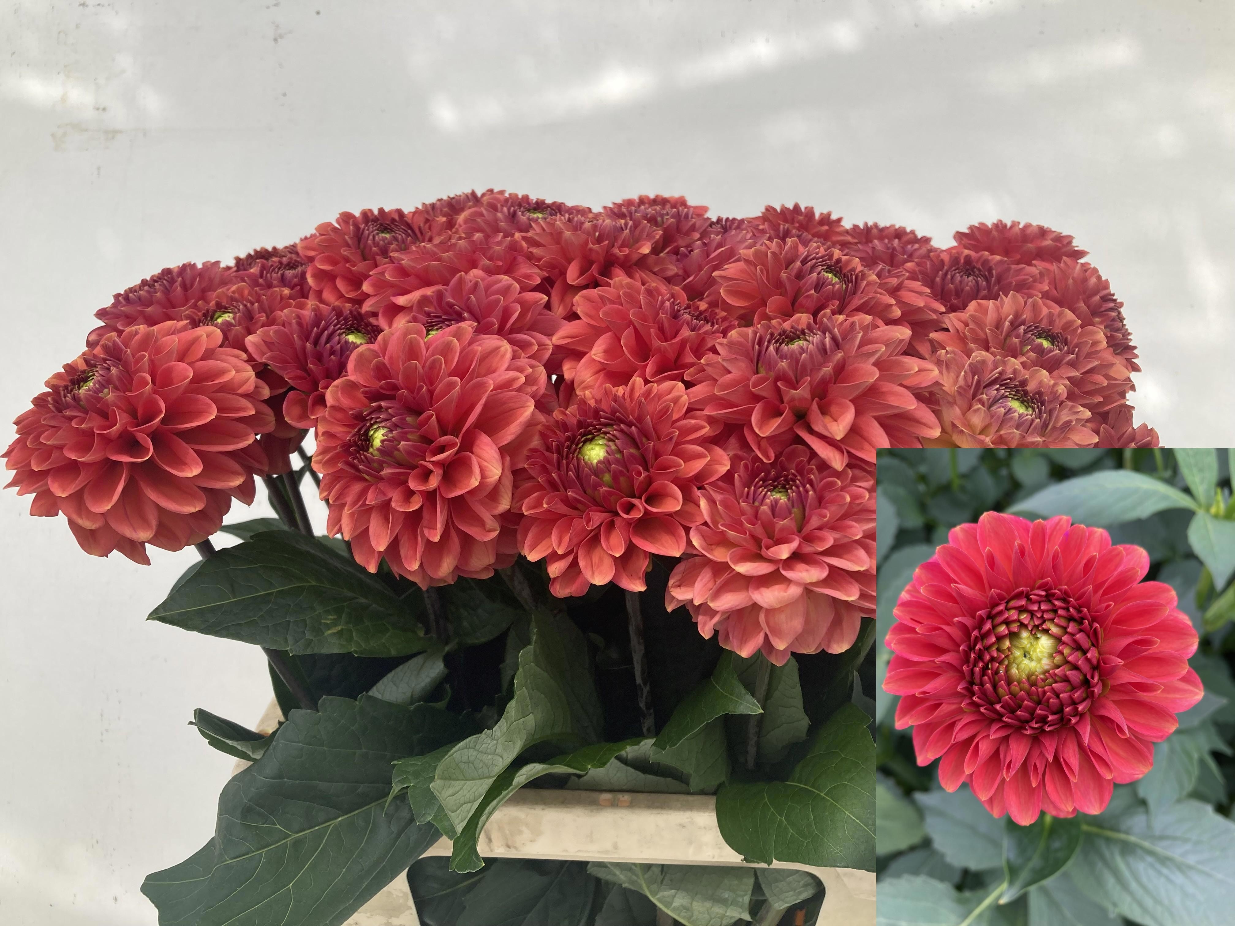 Dahl Ball Orange Fox