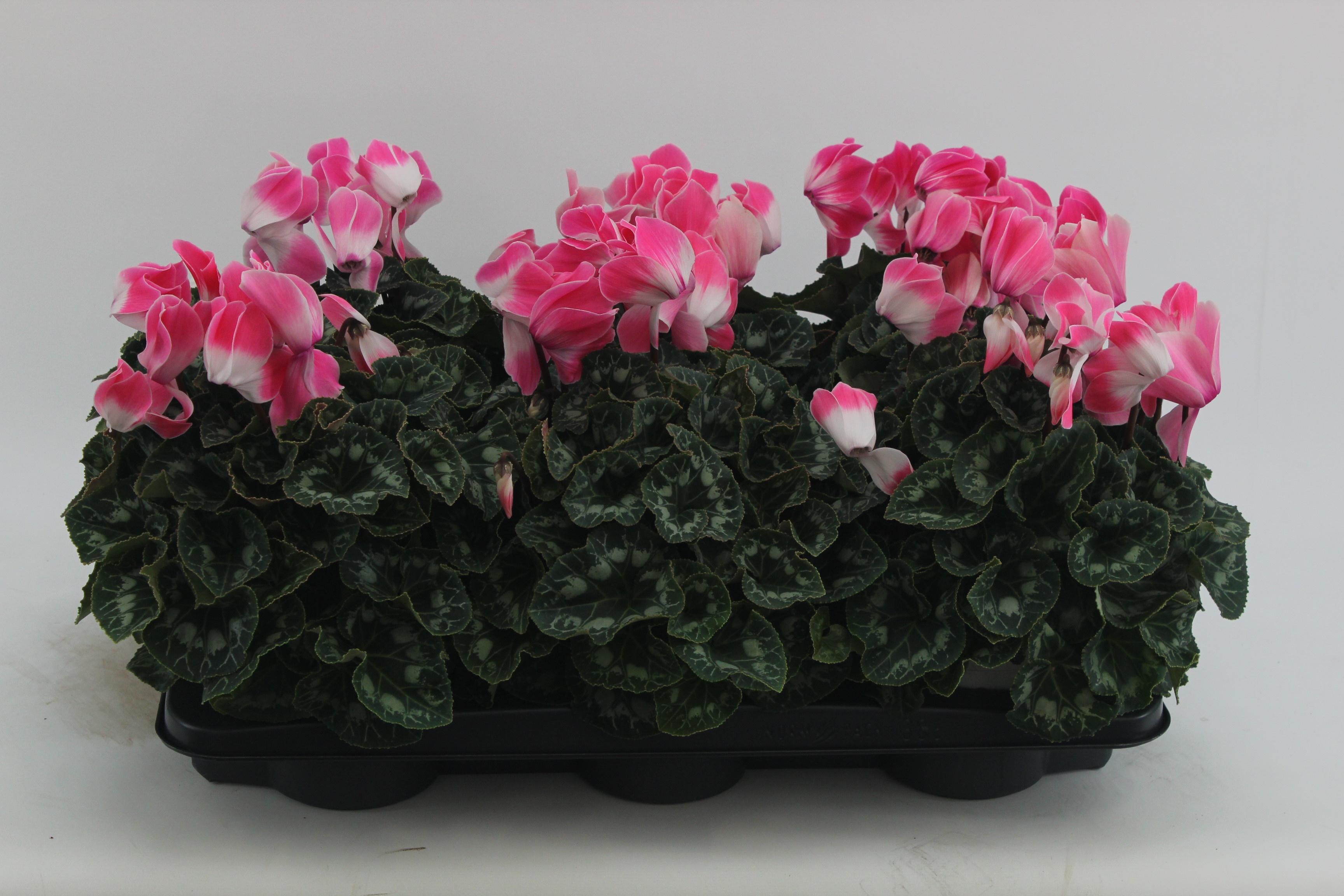 Cyclamen Persicum Grootbloemig Super Serie Fusion