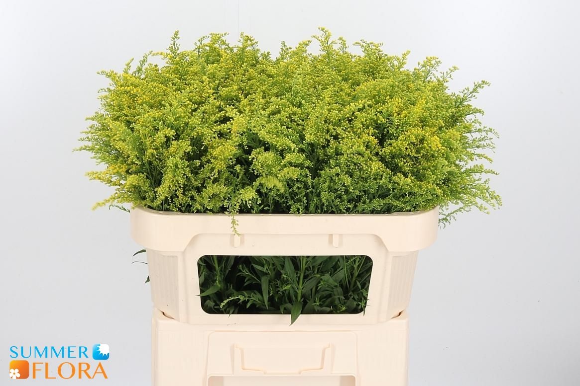 Solidago Tara 70cm 25gram